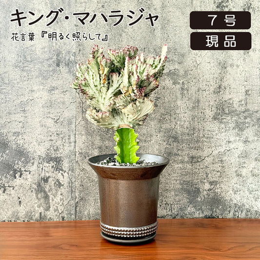 ユーフォルビア キング マハラジャ 現品 ブロンズ陶器鉢 7号 多肉植物 送料無料