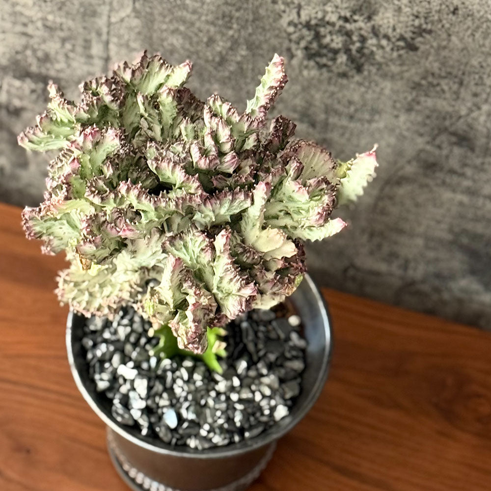 ユーフォルビア キング マハラジャ 現品 ブロンズ陶器鉢 7号 多肉植物 送料無料