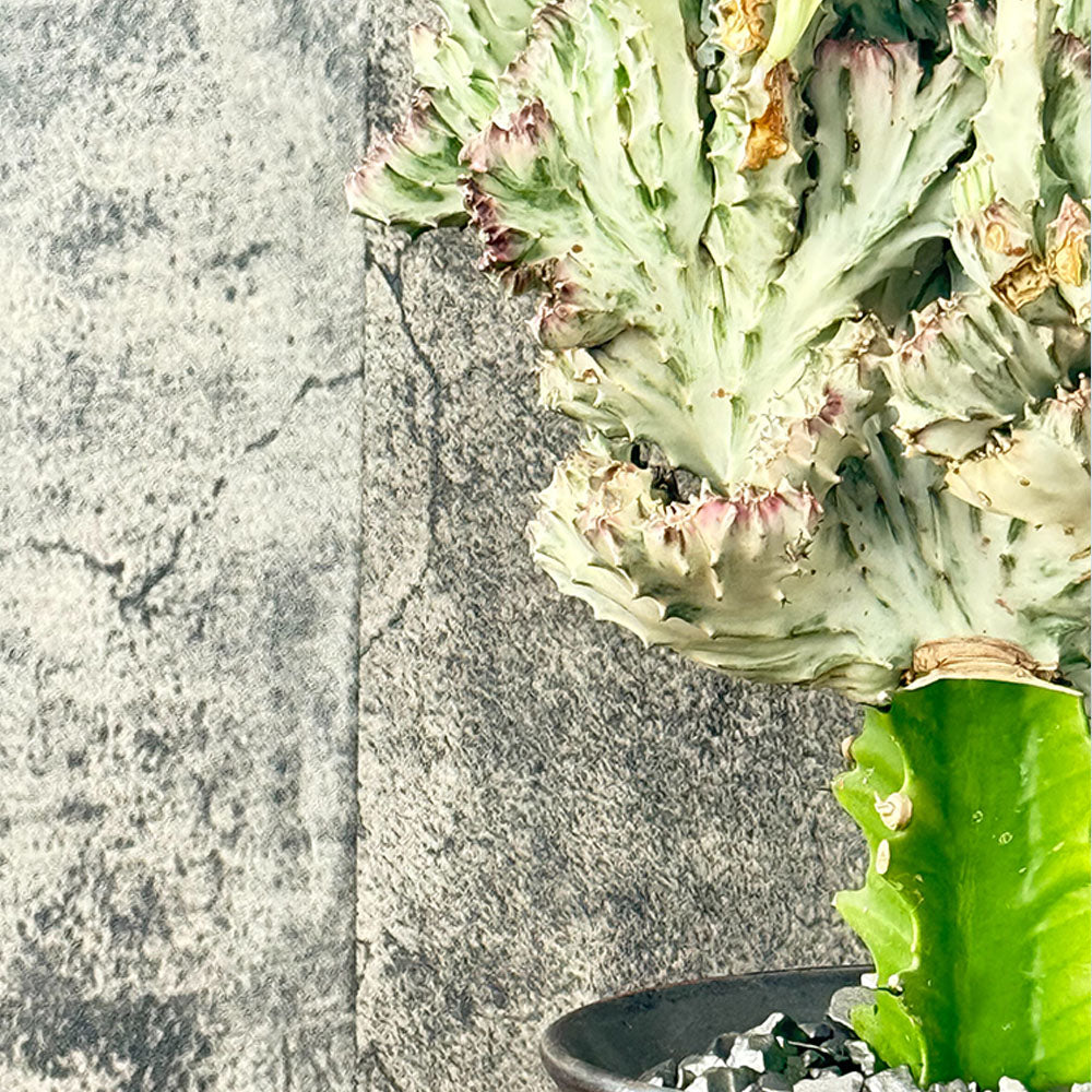 ユーフォルビア キング マハラジャ 現品 ブロンズ陶器鉢 7号 多肉植物 送料無料