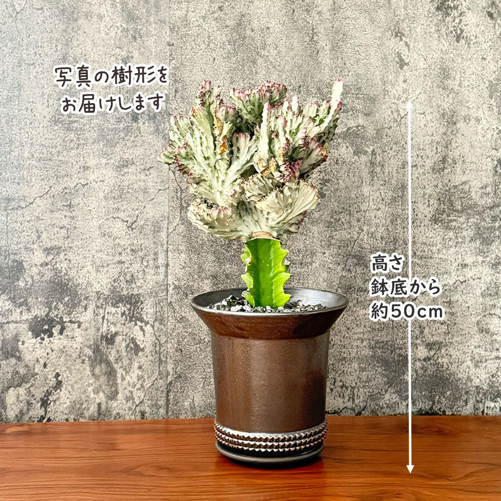 ユーフォルビア キング マハラジャ 現品 ブロンズ陶器鉢 7号 多肉植物 送料無料