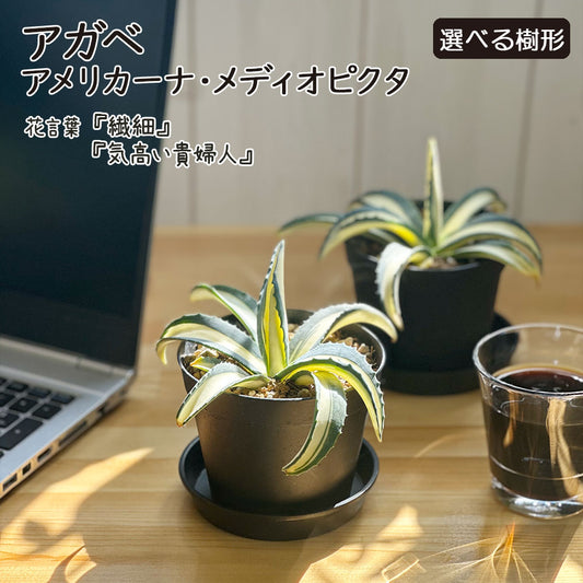 アガベ アメリカーナ メディオピクタ 3.5号 黒プラスチック鉢 受皿付