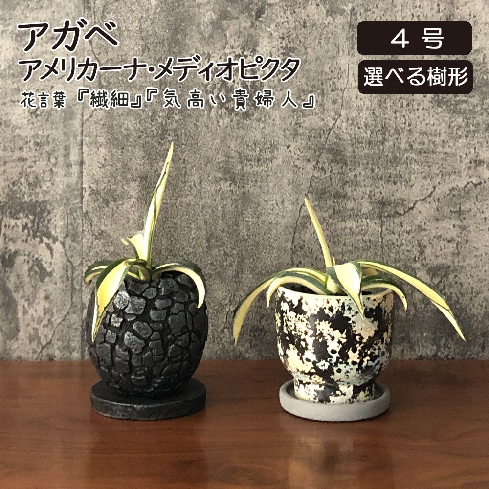 アガベ アメリカーナ メディオピクタ 3.5号 黒プラスチック鉢 受皿付