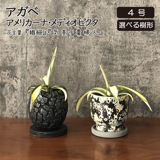 アガベ アメリカーナ メディオピクタ 3.5号 黒プラスチック鉢 受皿付