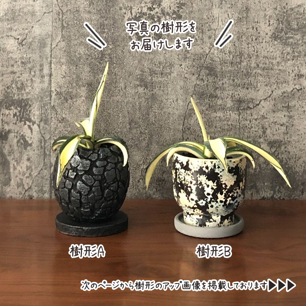 アガベ アメリカーナ メディオピクタ 3.5号 黒プラスチック鉢 受皿付