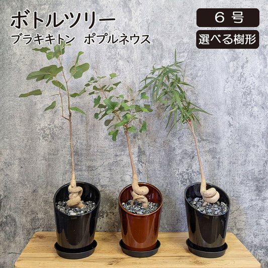 ボトルツリー ブラキキトン ポプルネウス 選べる樹形 6号 陶器鉢 送料無料 黒5