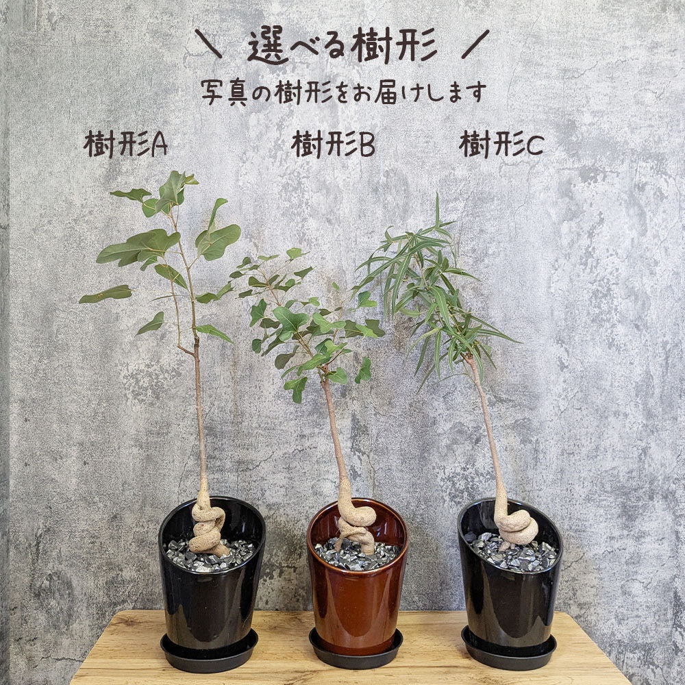 ☆ ボトルツリー•ポプルネウス♪ 陶器 124cm♪ ☆ ボトルツリー•ポプルネウス♪ 陶器 124cm♪