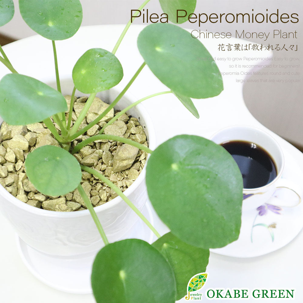 ピレア・ペペロミオイデス 白鉢 ピレア・ペペロミオイデス 白鉢