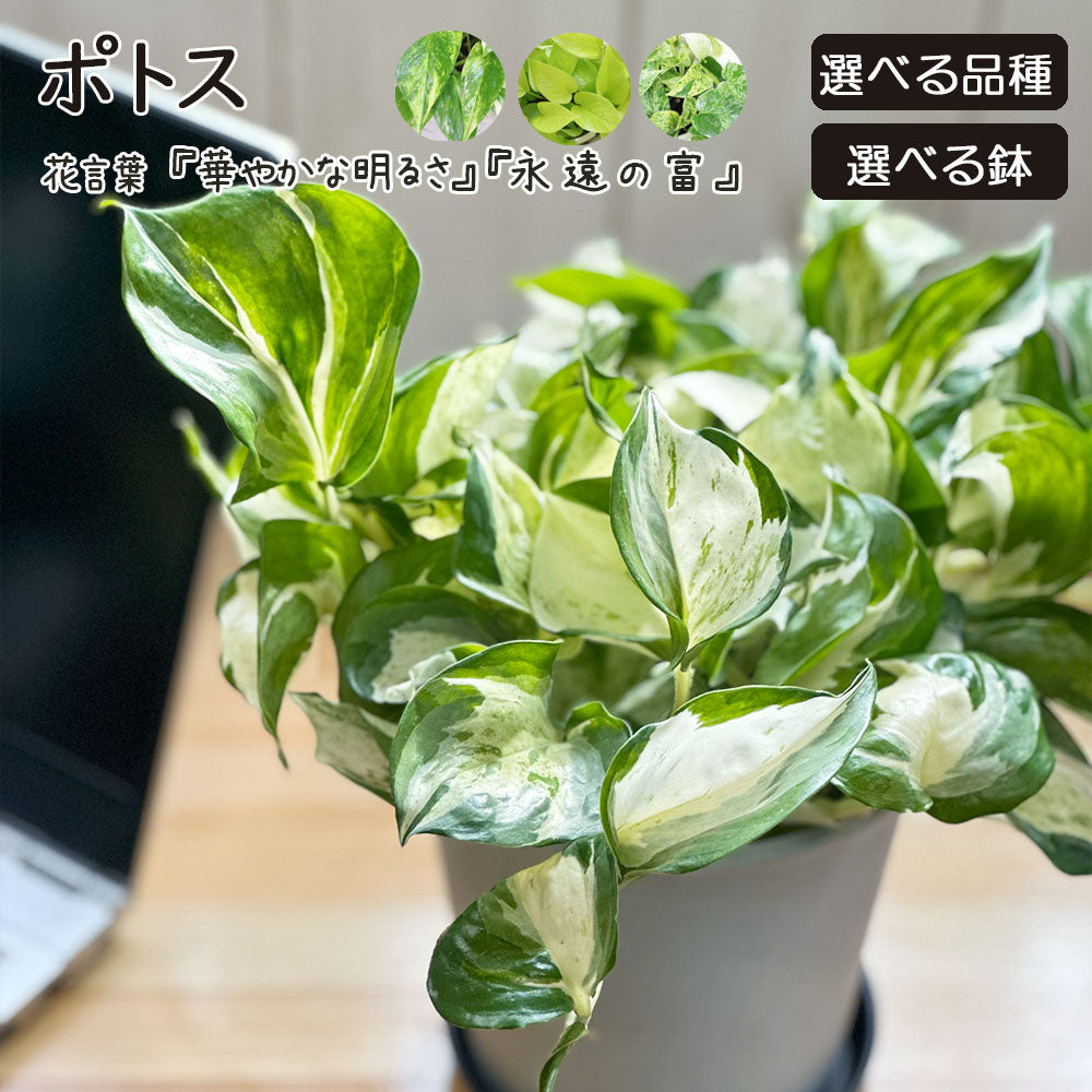 ポトス – Jewelry Plant online ポトス – Jewelry Plant online
