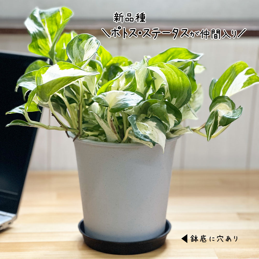 【選べる葉色】 ポトス グリーン ライム マーブル ステータス 素敵なプラスチック鉢 吊り棒付 取り外し可能
