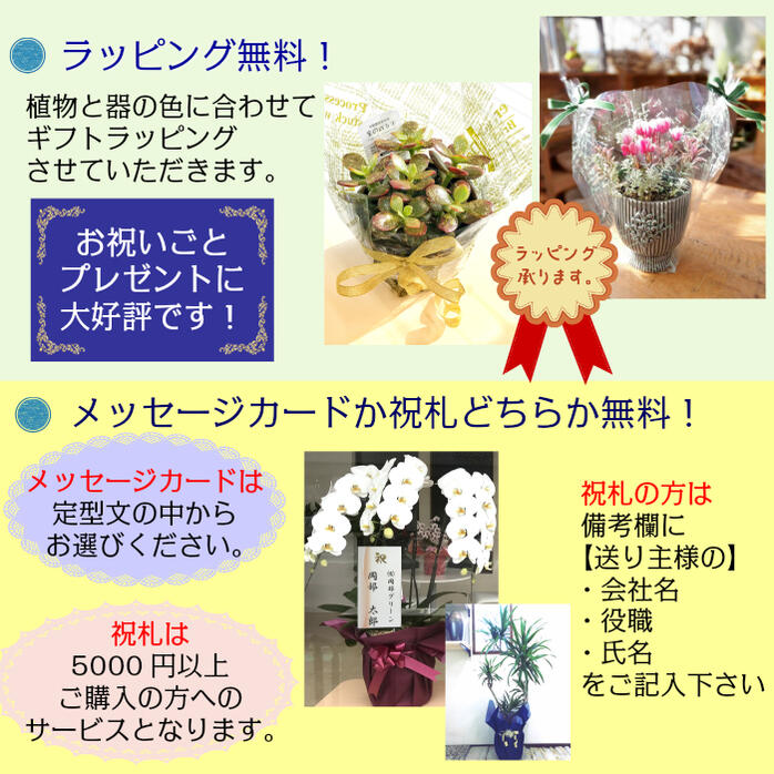 宝石のような観葉植物のお店 【Jewelry Plant】 富貴蘭 風蘭 蘭