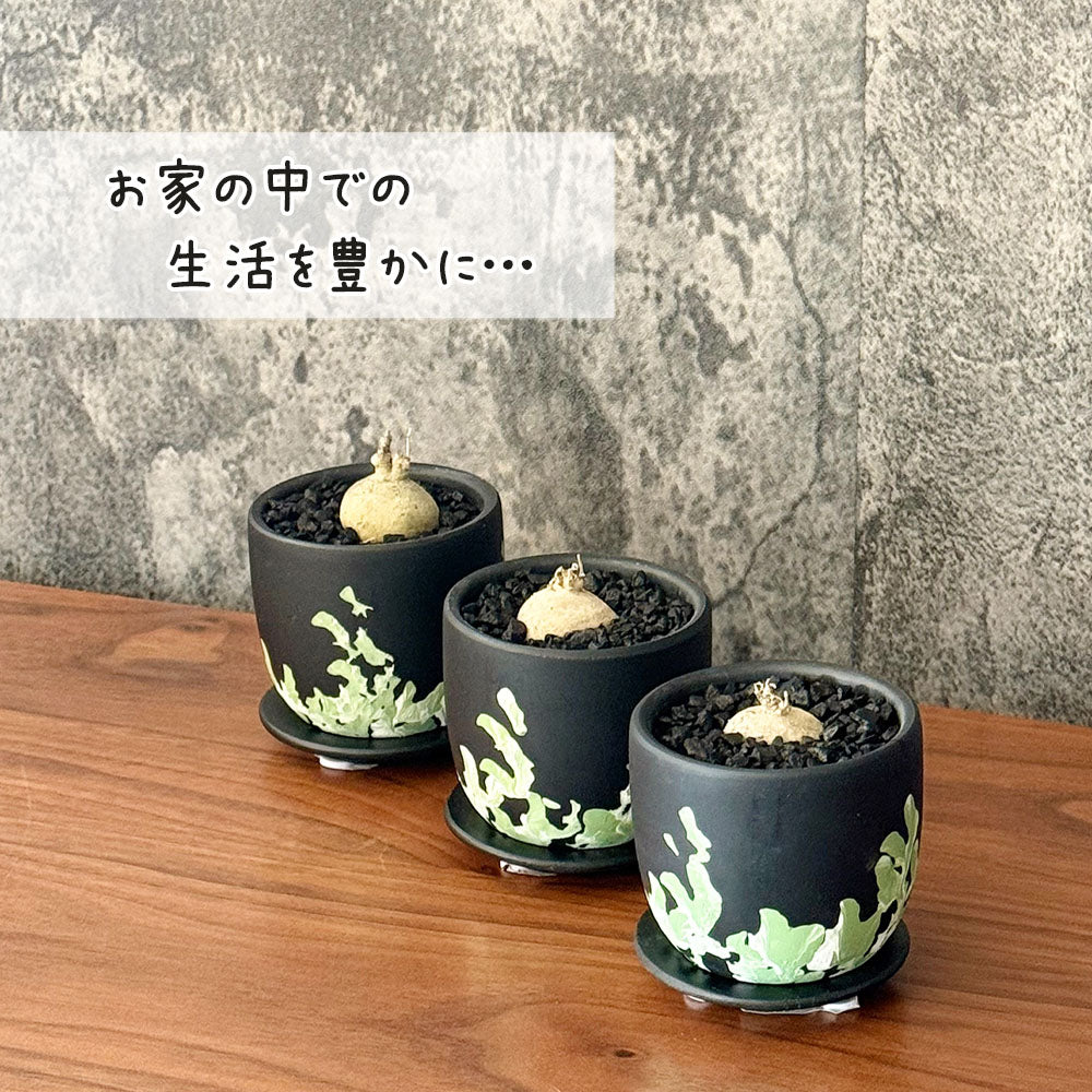 【希少品種】 ブラキステルマ スペック タイランド ミニ 【現品】 選べる樹形 黒デザイン陶器鉢