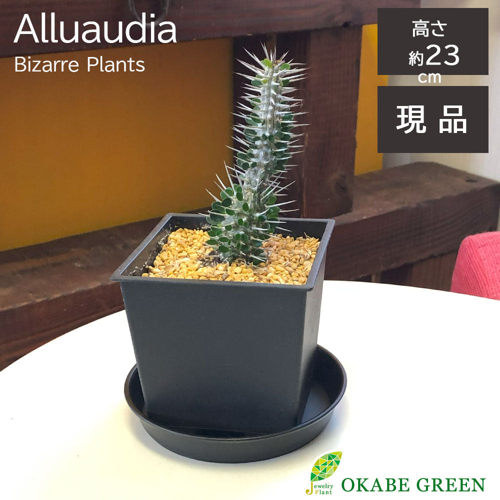 多肉植物 – Jewelry Plant online