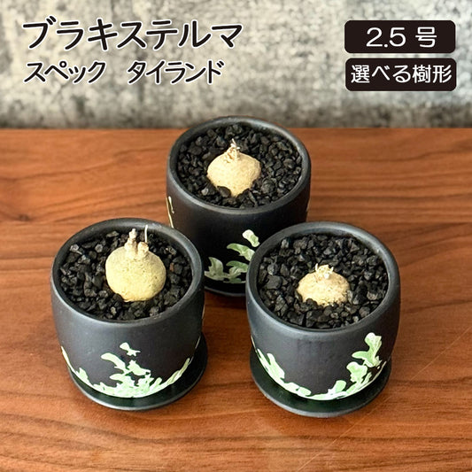 【希少品種】 ブラキステルマ スペック タイランド ミニ 【現品】 選べる樹形 黒デザイン陶器鉢