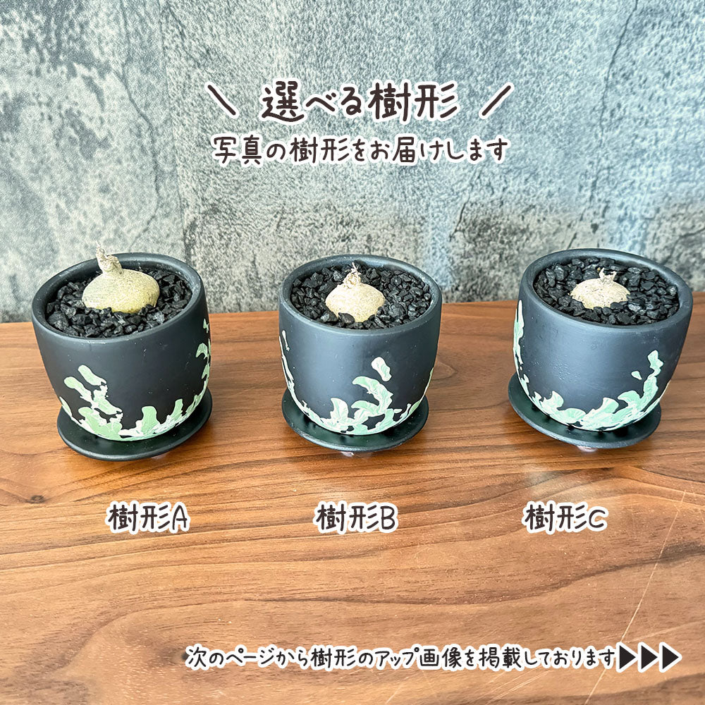 宝石のような観葉植物のお店 【Jewelry Plant】 【希少品種