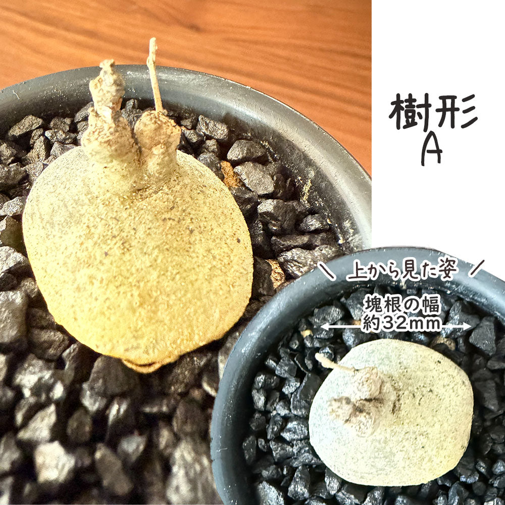 【希少品種】 ブラキステルマ スペック タイランド ミニ 【現品】 選べる樹形 黒デザイン陶器鉢