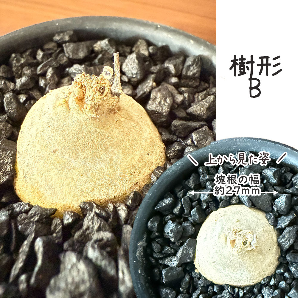 【希少品種】 ブラキステルマ スペック タイランド ミニ 【現品】 選べる樹形 黒デザイン陶器鉢