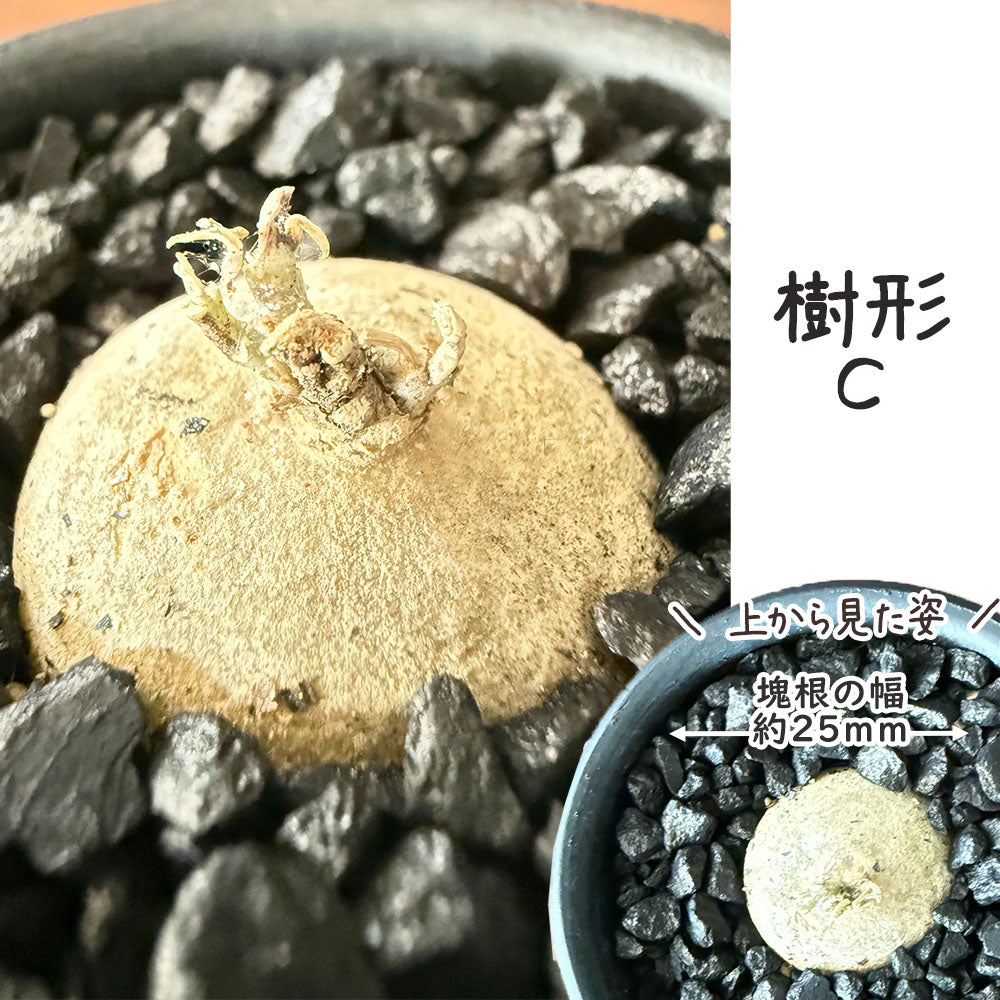 【希少品種】 ブラキステルマ スペック タイランド ミニ 【現品】 選べる樹形 黒デザイン陶器鉢