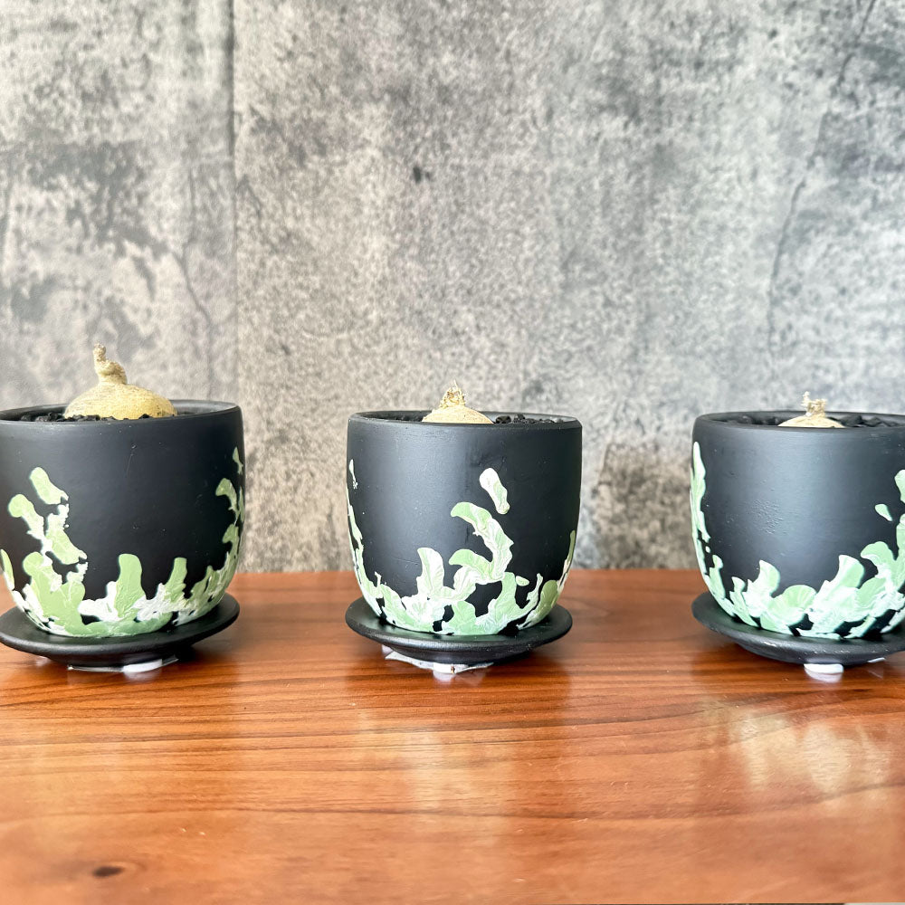 宝石のような観葉植物のお店 【Jewelry Plant】 【希少品種