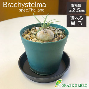 宝石のような観葉植物のお店 【Jewelry Plant】 【希少品種】 ブラキステルマ スペック タイランド 2.5号 【現品】 選べる樹形  緑プラスチック鉢 黒皿付 – Jewelry Plant online