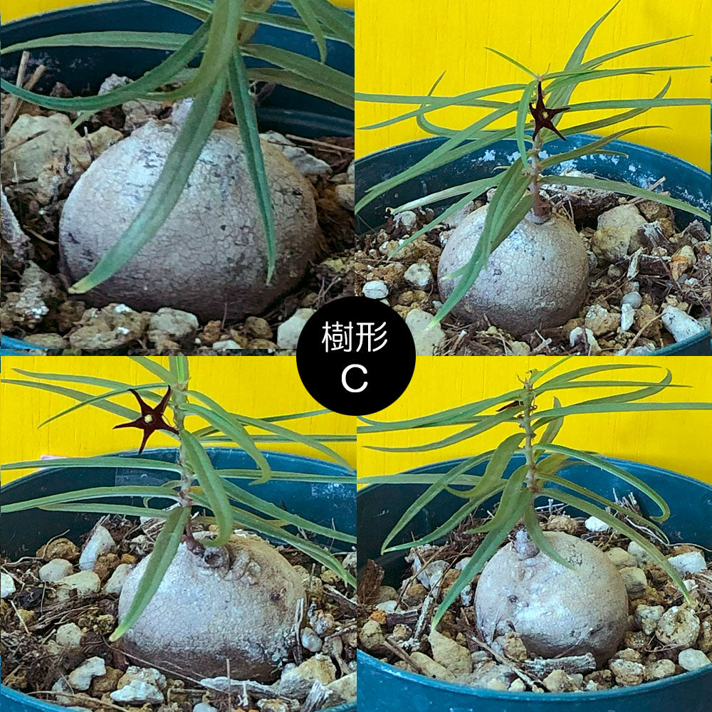 宝石のような観葉植物のお店 【Jewelry Plant】 【希少品種 宝石のような観葉植物のお店 【Jewelry Plant】 【希少品種
