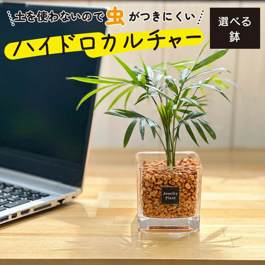 ハイドロカルチャー  オレンジゼオライト テーブルヤシ