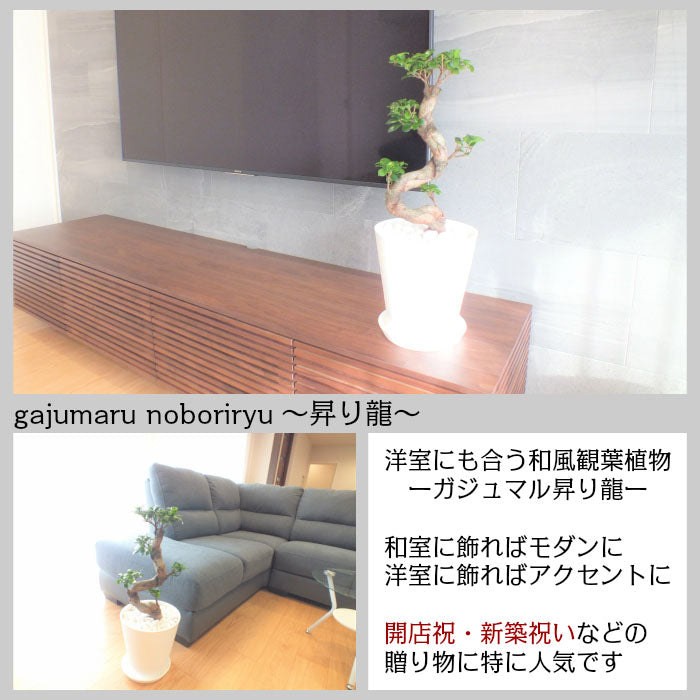 宝石のような観葉植物のお店 【Jewelry Plant】 ガジュマル 昇り竜 ８号 白セラアート鉢 受け皿付き 鉢植え 大鉢 – Jewelry  Plant online