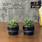 観葉植物 アガベ 笹の雪 3号 【現品】選べる樹形 黒デザイン陶器鉢  送料無料