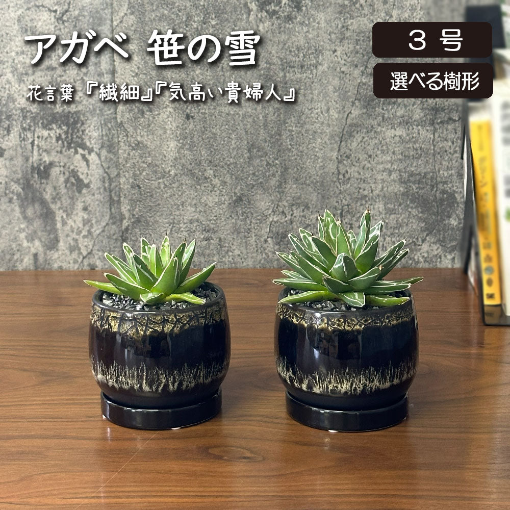 観葉植物 アガベ 笹の雪 3号 【現品】選べる樹形 黒デザイン陶器鉢  送料無料
