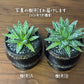 観葉植物 アガベ 笹の雪 3号 【現品】選べる樹形 黒デザイン陶器鉢  送料無料