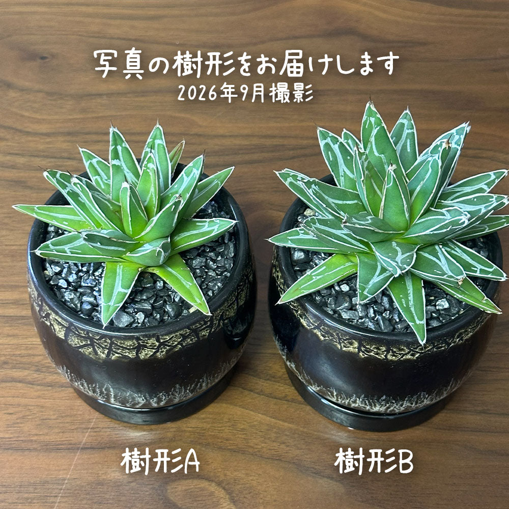 観葉植物 アガベ 笹の雪 3号 【現品】選べる樹形 黒デザイン陶器鉢  送料無料