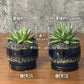 観葉植物 アガベ 笹の雪 3号 【現品】選べる樹形 黒デザイン陶器鉢  送料無料