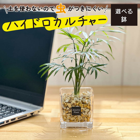 ハイドロカルチャー ベージュ ゼオライト テーブルヤシ