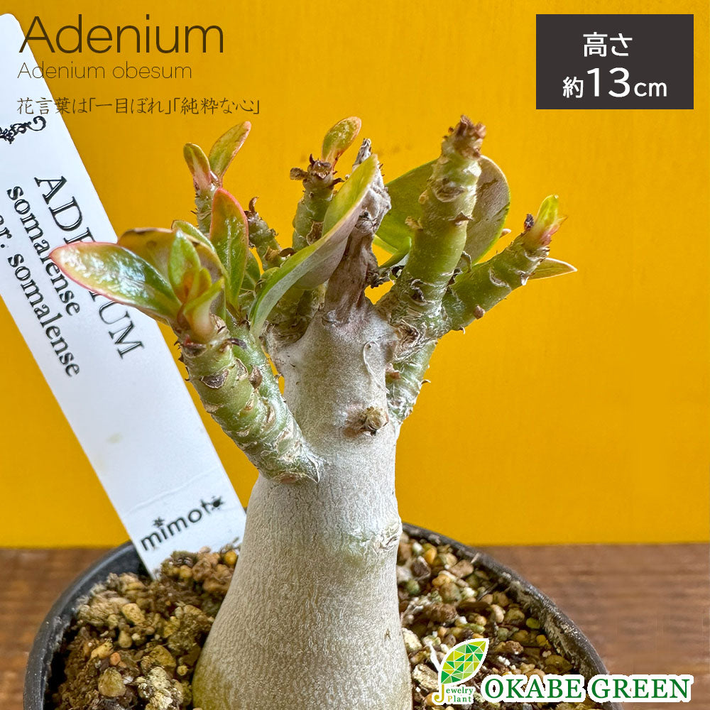宝石のような観葉植物のお店 【Jewelry Plant】 アデニウム ソマレンセ  