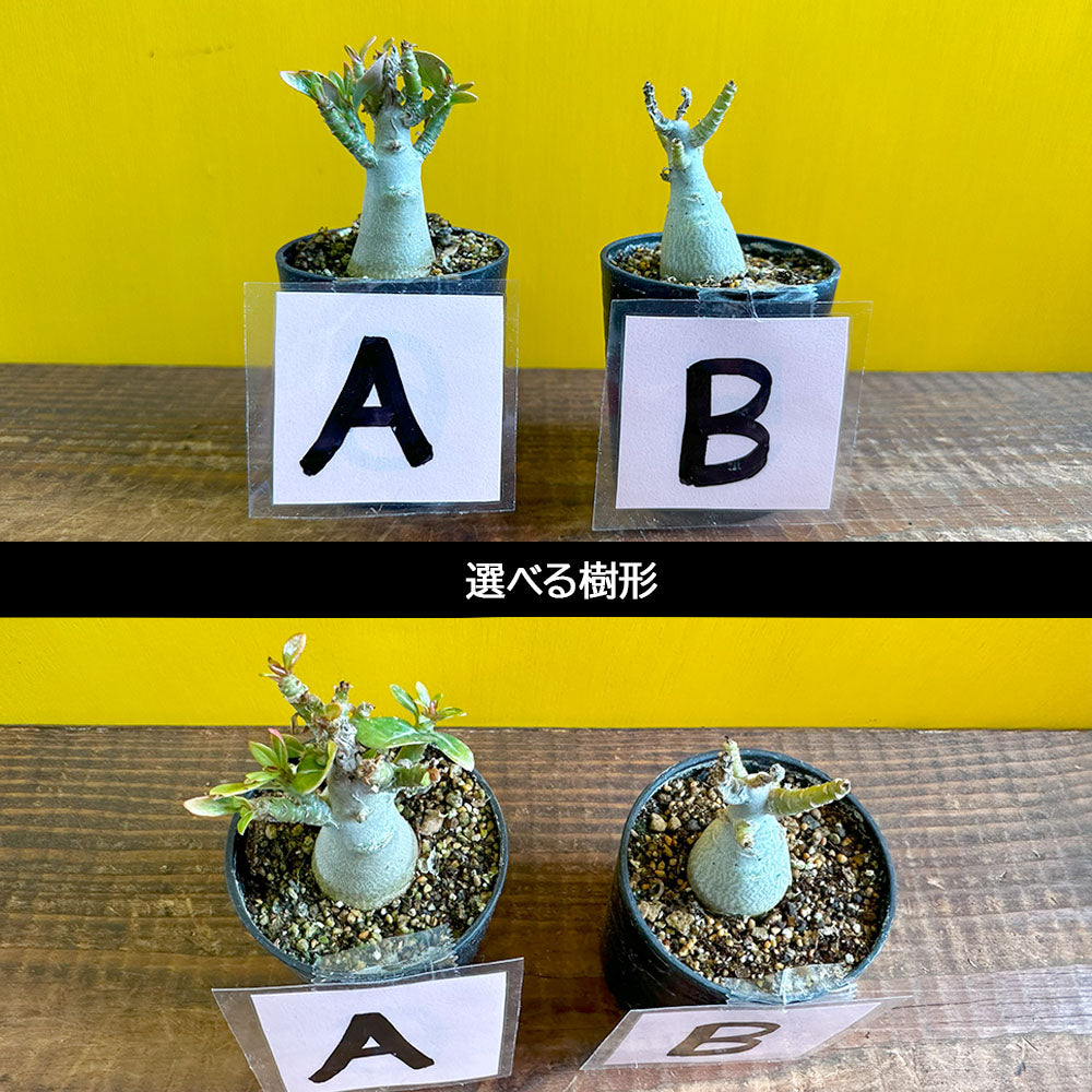 宝石のような観葉植物のお店 【Jewelry Plant】 アデニウム ソマレンセ 