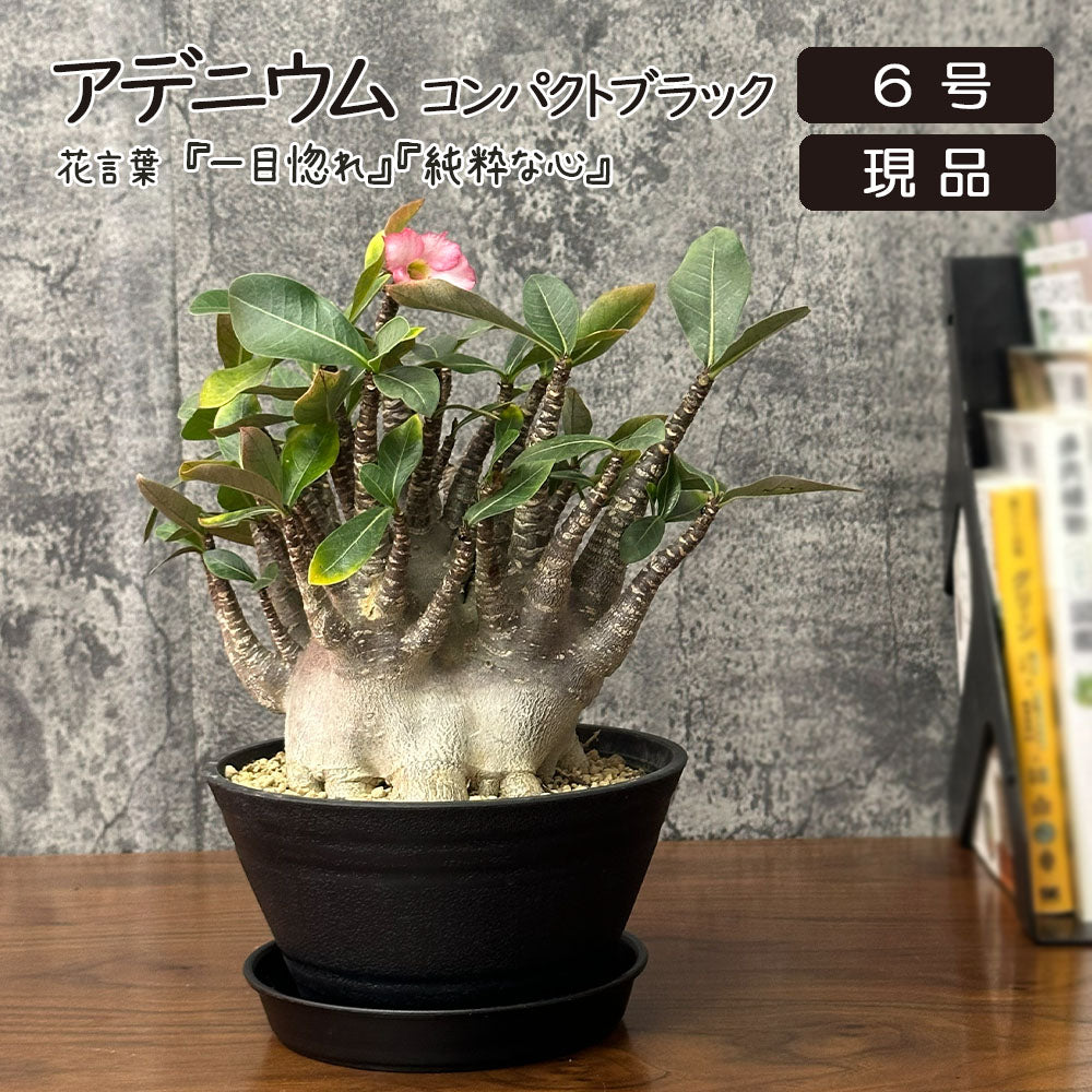 宝石のような観葉植物のお店 【Jewelry Plant】 アデニウム ソマレンセ
