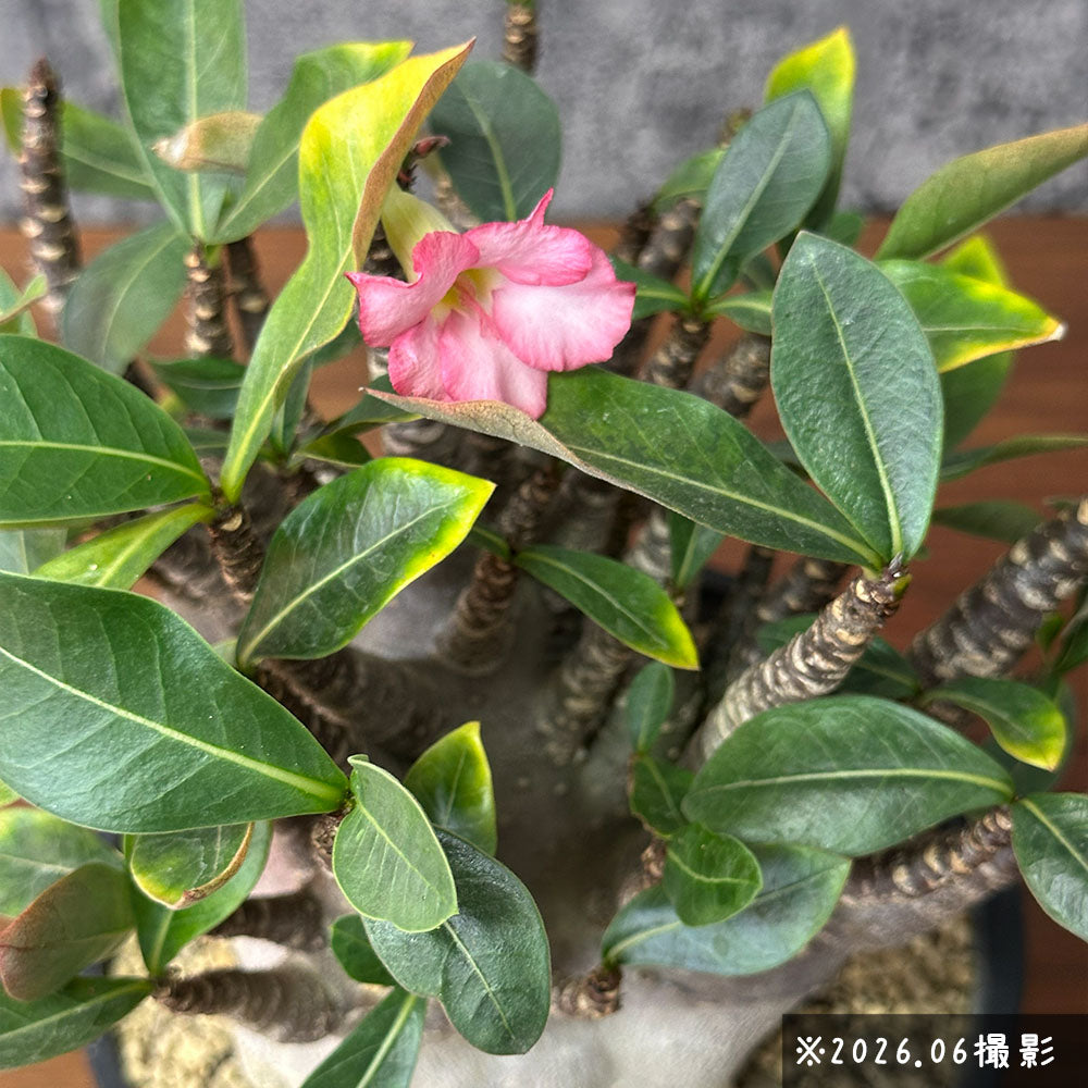 宝石のような観葉植物のお店 【Jewelry Plant】 アデニウム ソマレンセ
