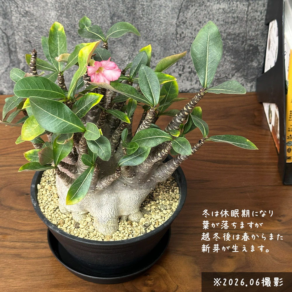 宝石のような観葉植物のお店 【Jewelry Plant】 アデニウム ソマレンセ