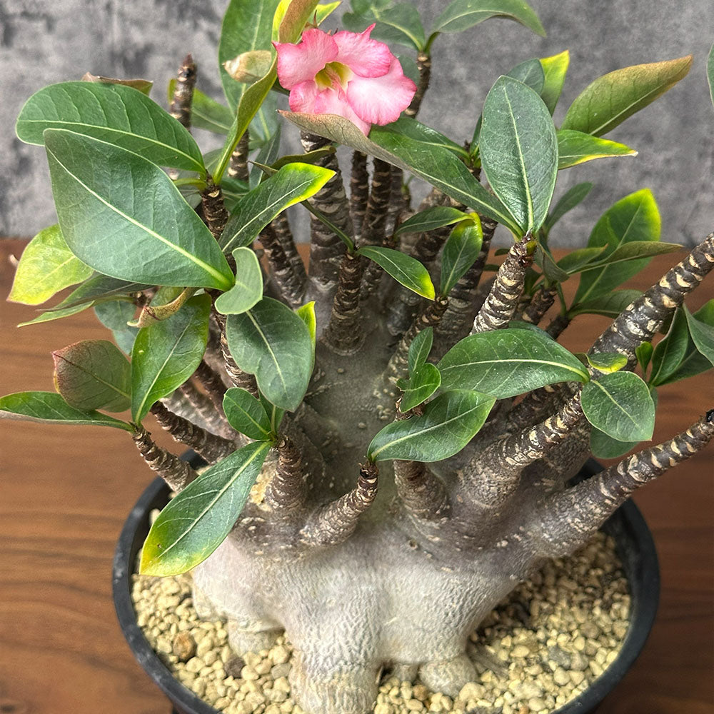 宝石のような観葉植物のお店 【Jewelry Plant】 アデニウム ソマレンセ