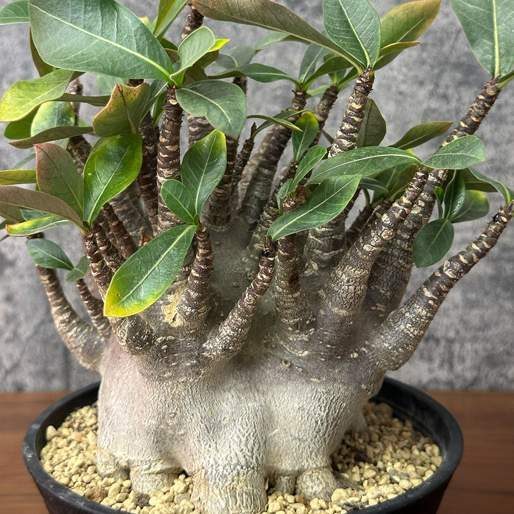 宝石のような観葉植物のお店 【Jewelry Plant】 アデニウム ソマレンセ