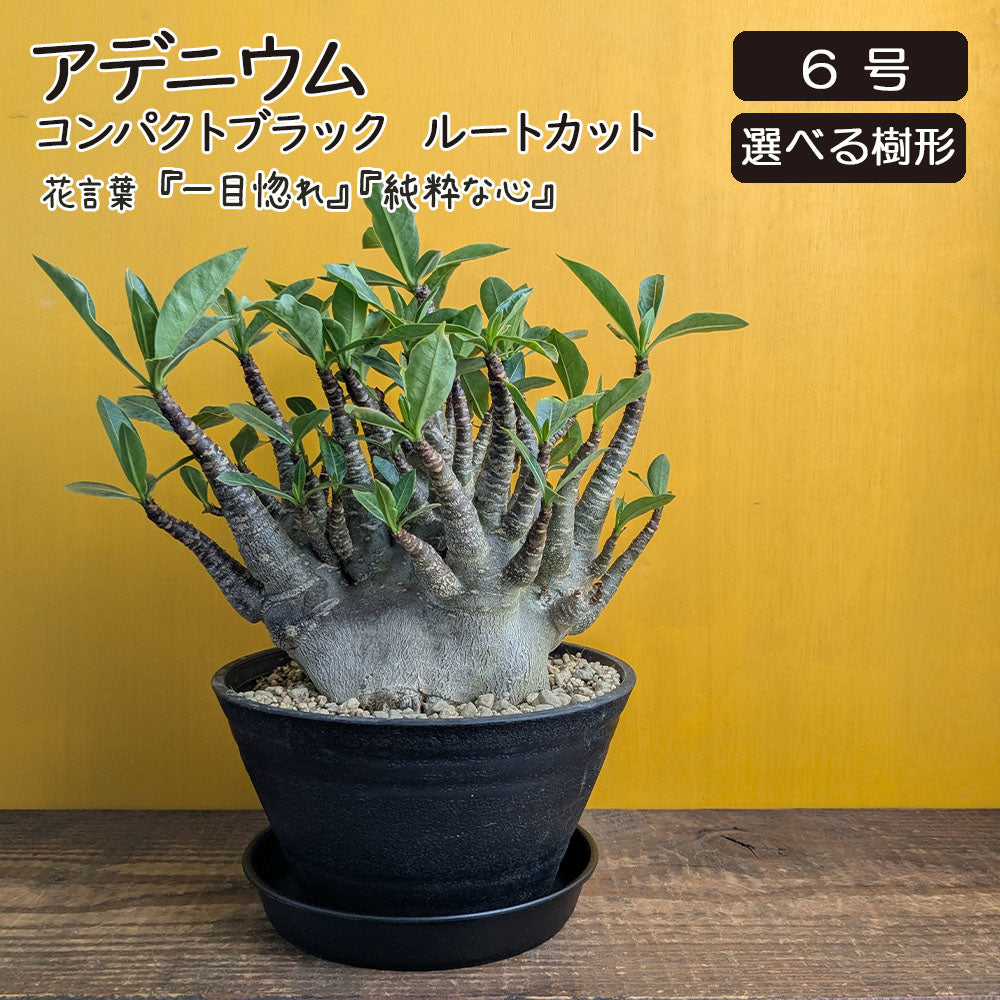 宝石のような観葉植物のお店 【Jewelry Plant】 アデニウム ソマレンセ 