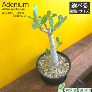 宝石のような観葉植物のお店 【Jewelry Plant】 アデニウム ソマレンセ 選べる樹形 3号 選べる鉢 受皿付 塊根植物 – Jewelry  Plant online