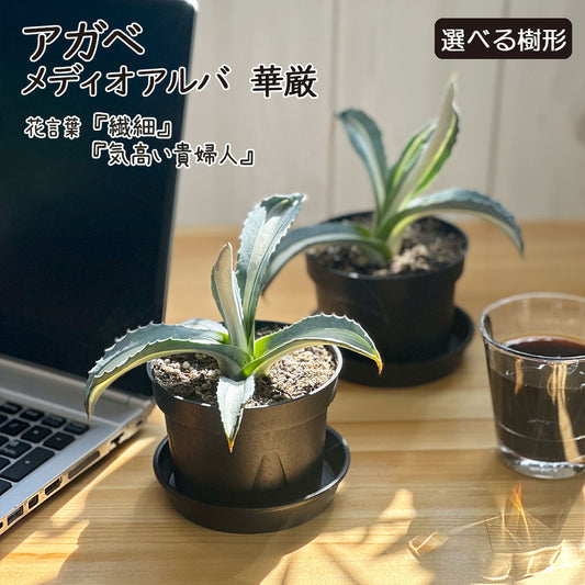 アガベ メディオアルバ 華厳 3.5号 黒プラスチック鉢 受皿付