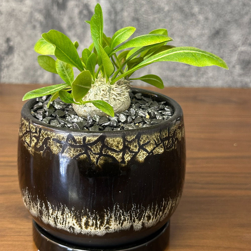 宝石のような観葉植物のお店 【Jewelry Plant】 パキポディウム