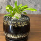 観葉植物 小さい パキポディウム ブレビカウレ 3号 選べる樹形 【現品】 ラッピング無料 希少品種 黒陶器鉢 ソーサー付 黒デコジャリ小付 送料別