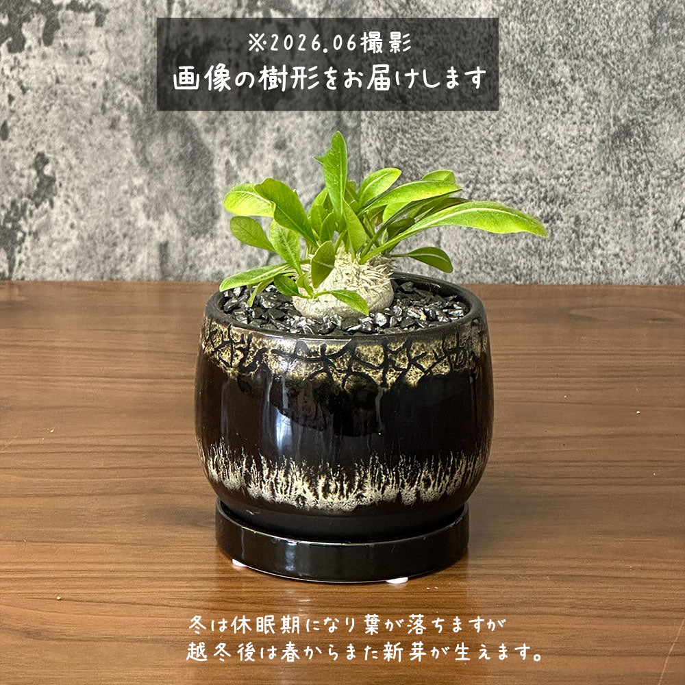 宝石のような観葉植物のお店 【Jewelry Plant】 パキポディウム