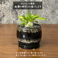 観葉植物 小さい パキポディウム ブレビカウレ 3号 選べる樹形 【現品】 ラッピング無料 希少品種 黒陶器鉢 ソーサー付 黒デコジャリ小付 送料別
