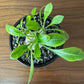 観葉植物 小さい パキポディウム ブレビカウレ 3号 選べる樹形 【現品】 ラッピング無料 希少品種 黒陶器鉢 ソーサー付 黒デコジャリ小付 送料別