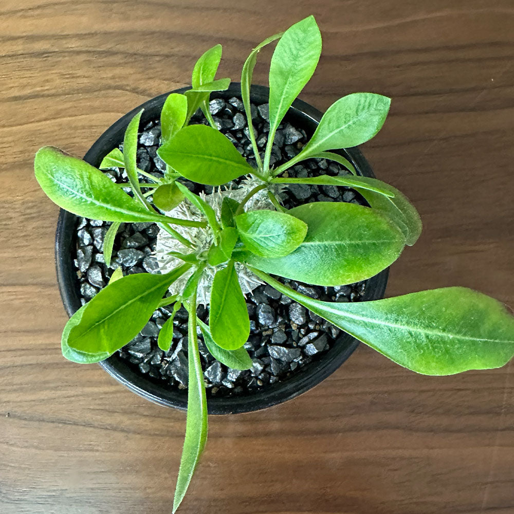 観葉植物 小さい パキポディウム ブレビカウレ 3号 選べる樹形 【現品】 ラッピング無料 希少品種 黒陶器鉢 ソーサー付 黒デコジャリ小付 送料別