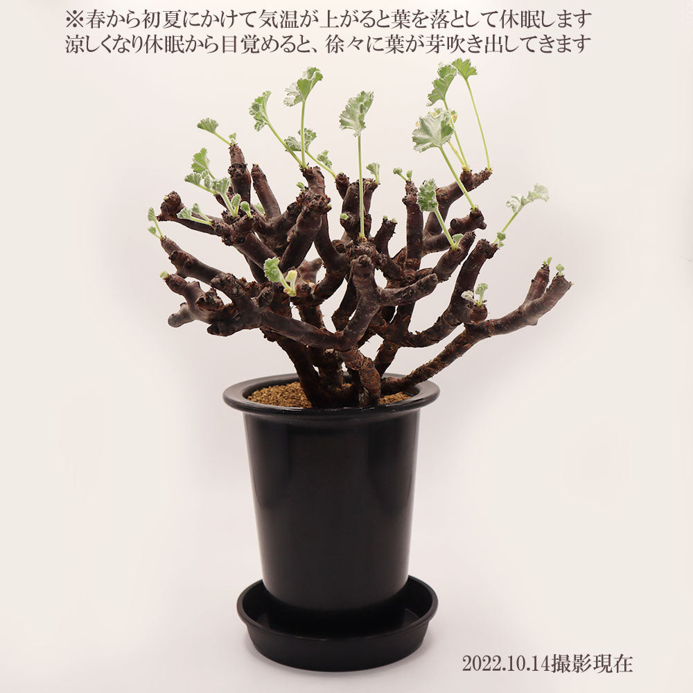 宝石のような観葉植物のお店 【Jewelry Plant】 ぺラルゴ二ウム ミラビレ 現品 4号 黒プラスチック鉢 受皿付 塊根植物 –  Jewelry Plant online