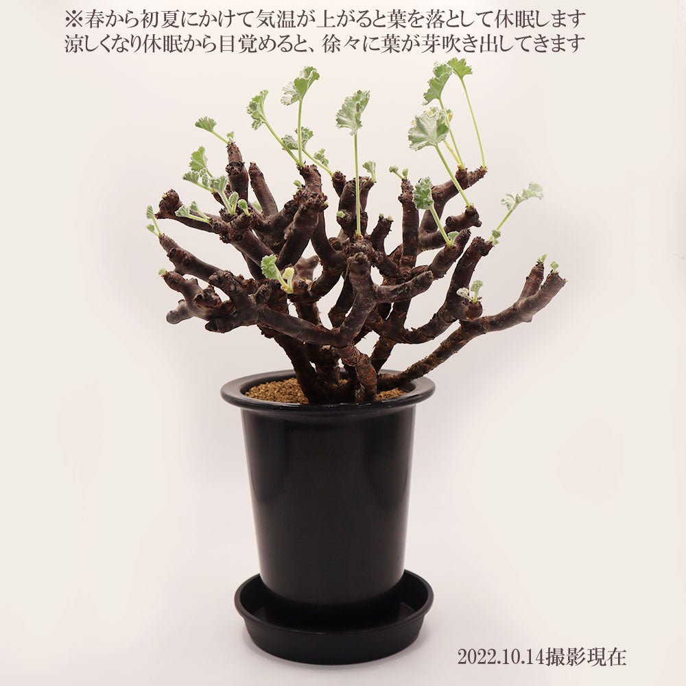 ぺラルゴ二ウム ミラビレ 現品 4号 黒プラスチック鉢 受皿付 塊根植物